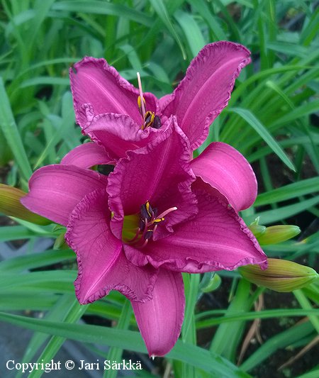 Hemerocallis Hybrida-Ryhm 'Summer Wine', tarhapivnlilja